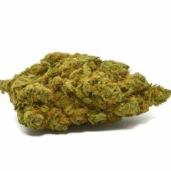 Moby Dick CBD Als Cbd Ariège